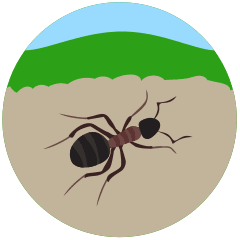 araignee - fourmis - perce