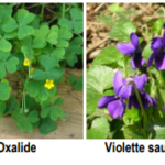 Traitement rapide des mauvaises herbes (Oxalide, Violette sauvage, ...)