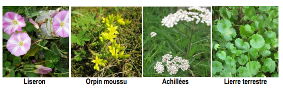 Traitement rapide des mauvaises herbes (Liseron, Orpin moussi, ...)
