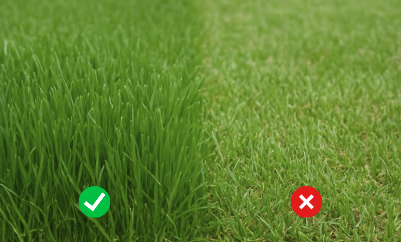 À gauche, une image de gazon à la bonne hauteur entre 3 et 4 pouces. À droite, un gazon trop court et moins verdoyant.